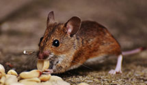 24 Hour & Emergency Exterminators in Jaroso, CO